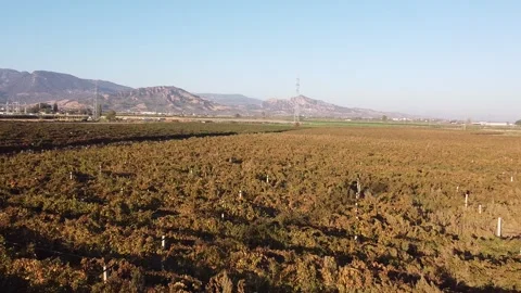 Vineyard Drone Stock Footage 335964509