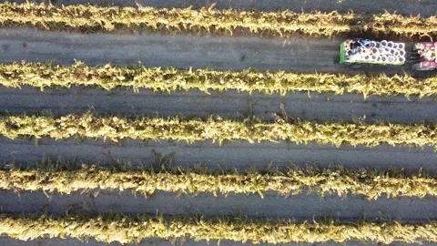 Vineyard Drone Stock Footage 335964520