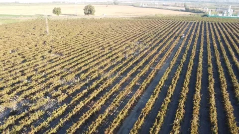 Vineyard Drone Stock Footage 335964532