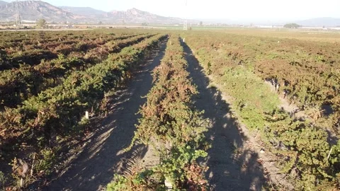 Vineyard Drone Stock Footage 335964566