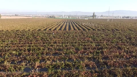 Vineyard Drone Stock Footage 335964567