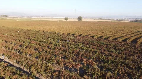 Vineyard Drone Stock Footage 335964599