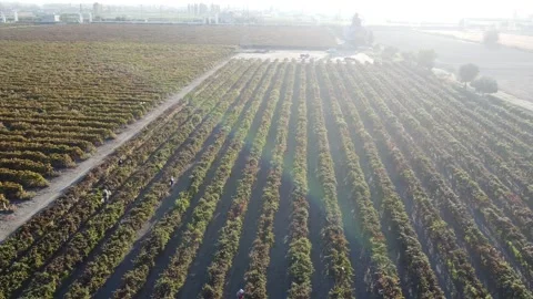 Vineyard Drone Stock Footage 335964603