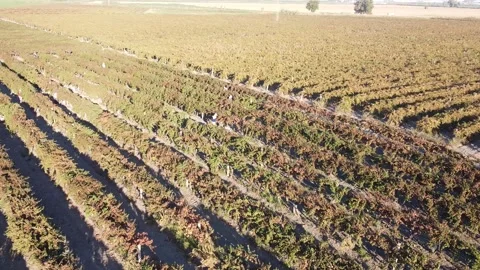 Vineyard Drone Stock Footage 335964612