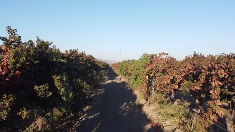 Vineyard Drone Stock Footage 335964627
