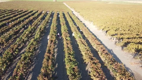 Vineyard Drone Stock Footage 335964628