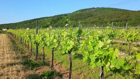 Vineyard Drone Shot 4K Stock Footage 165481841