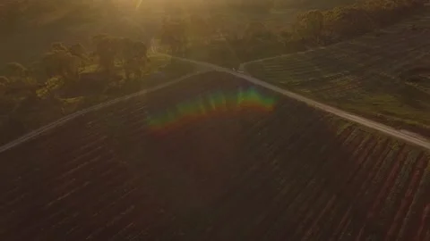Vineyard drone shot at sunset with lens flares Stock Footage 247047053