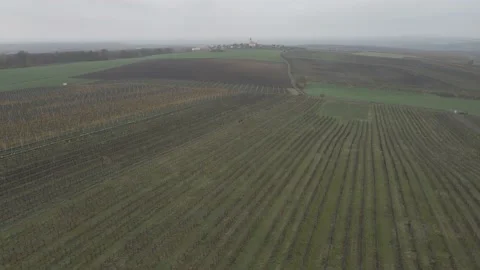 Vineyard drone view Stock Footage 232484914