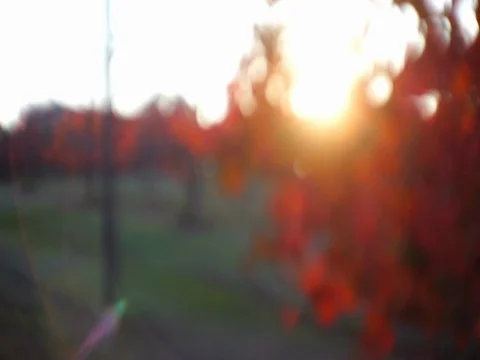Vineyard during the autumn Stock Footage 108515934