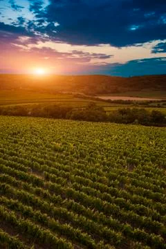Vineyard at dusk Foto stock