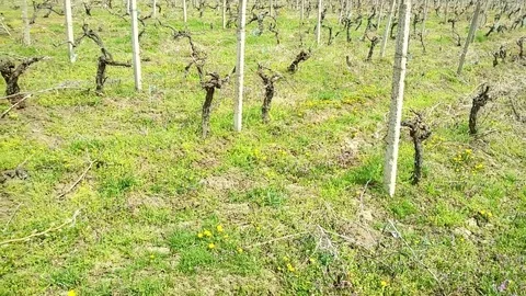 Vineyard in early spring Video stock 88525313
