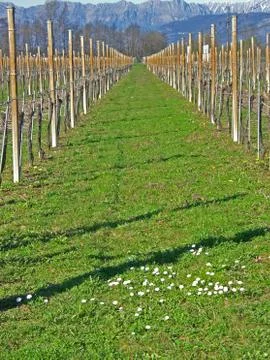 Vineyard in early spring Stock-Fotos