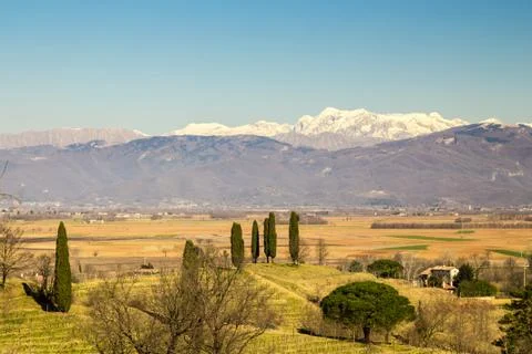 Vineyard in early spring Foto stock