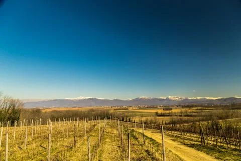 Vineyard in early spring Stock Photos
