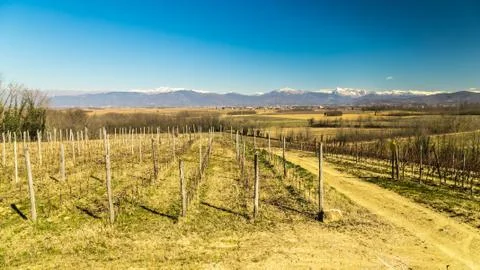 Vineyard in early spring Stock Photos