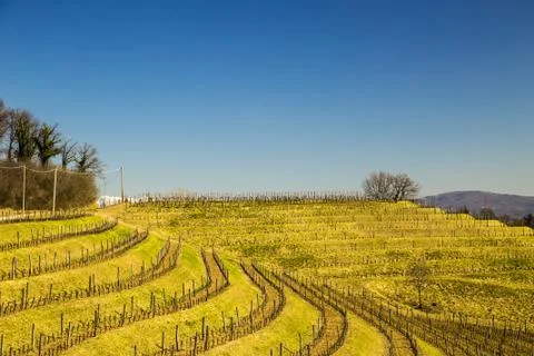 Vineyard in early spring Stock Photos