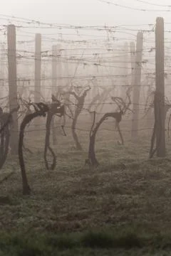 Vineyard in early spring Stock Photos