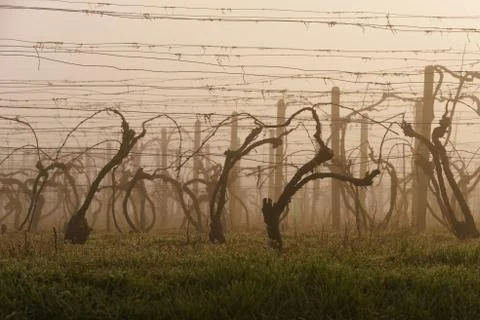 Vineyard in early spring Foto stock