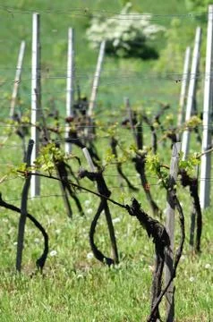 Vineyard in early spring Stock Photos