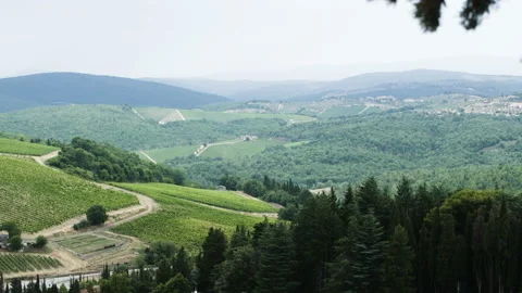 Vineyard on the Edge of the Forest. Extreme Long Shot Stock Footage 98628174