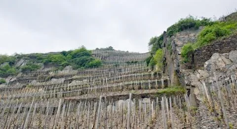 Vineyard in the eifel Stock Photos