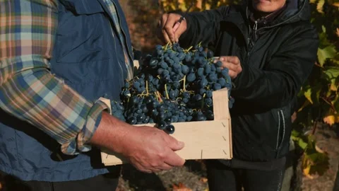 Vineyard Elegance Farmer Hands and Crate of Grapes in Close Up Stock Footage 327225720
