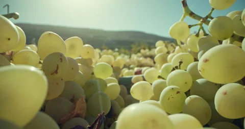 Vineyard Elegance Unveiled: Examination of Grape Harvest for Exquisite Wines Stock Footage 257439007