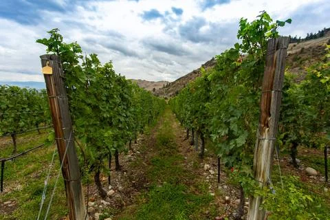 Vineyard end wooden posts vine grapes between vineyard lines, end posts wi... Stock Photos