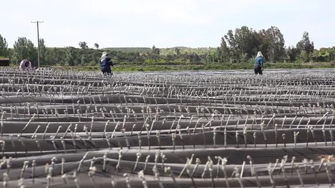 Vineyard equipment Stock Footage 77050339