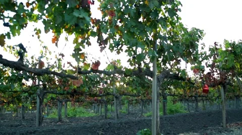 Vineyard evening sun Vidéo 43261079