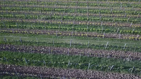 Vineyard facing the sea Video stock 129755951