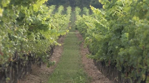 Vineyard in the Fall 스톡 동영상 46004718