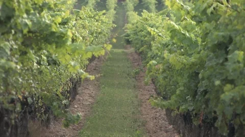 Vineyard in the Fall Vidéo 46004767