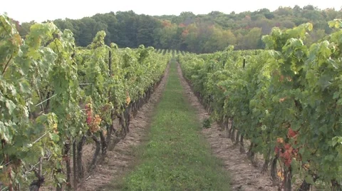 Vineyard in the Fall Stock Footage 46004813
