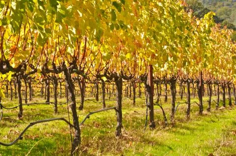 Vineyard in fall Foto stock