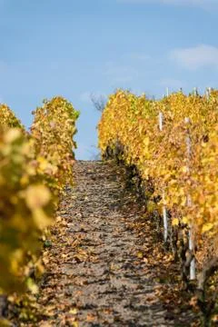 A vineyard in fall Foto stock