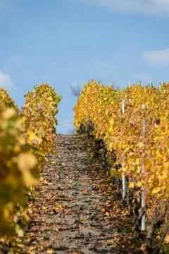 A vineyard in fall Stock Photos