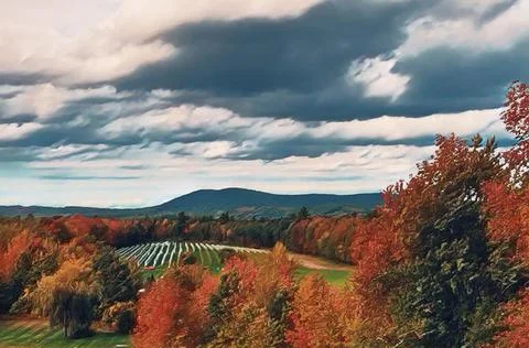 Vineyard in Fall 스톡 사진