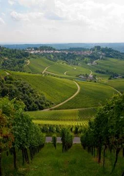 Vineyard in the fall of stuttgart, germany Foto stock