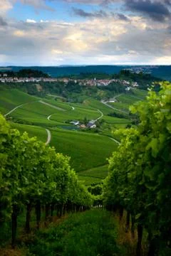 Vineyard in the fall of stuttgart, germany Stock Photos