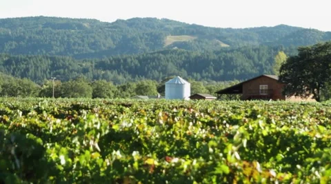 Vineyard farm slider Vidéo 43261085