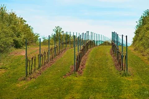 Vineyard featuring rows of lush green trees in a picturesque setting in Valtice, Stock Photos