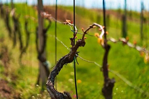 Vineyard featuring rows of lush green trees in a picturesque setting in Valtice, Stock Photos