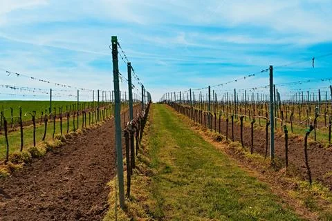 Vineyard featuring rows of lush green trees in a picturesque setting in Valtice, Stock Photos