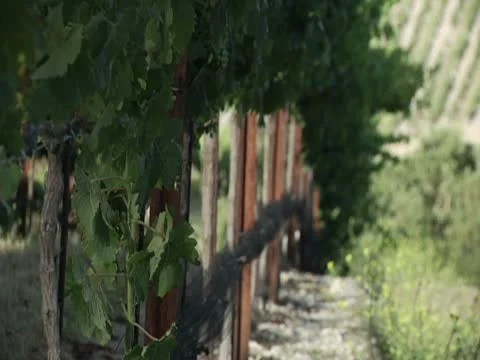VINEYARD FENCE 库存影片 10685269