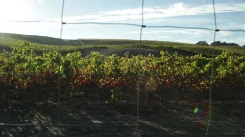 Vineyard  fence pan Vidéo 43261112