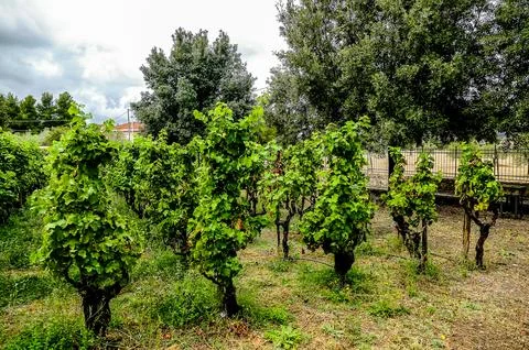 A vineyard with a few trees in the background Stock Photos