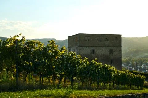 Vineyard field in front of an old stone ruin. Shot on sunset with beautiful warm Stock Photos