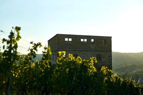 Vineyard field in front of an old stone ruin. Shot on sunset with beautiful warm Stock Photos